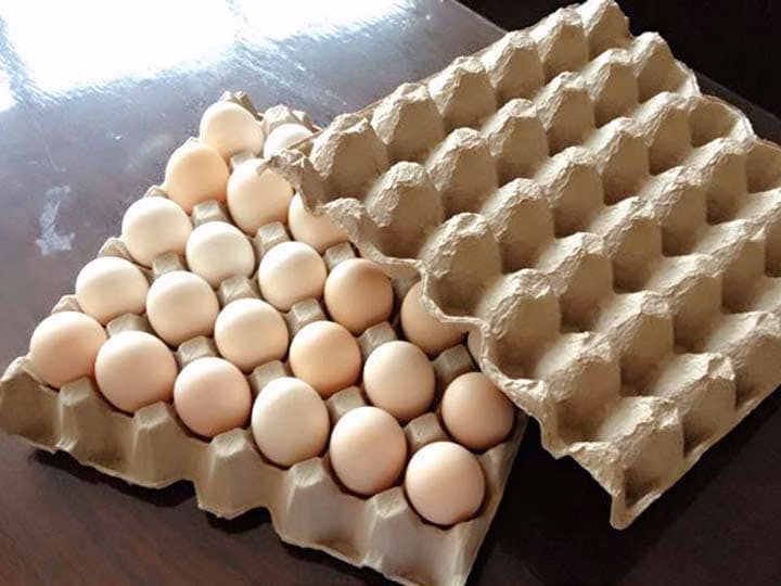 Paper Egg Trays